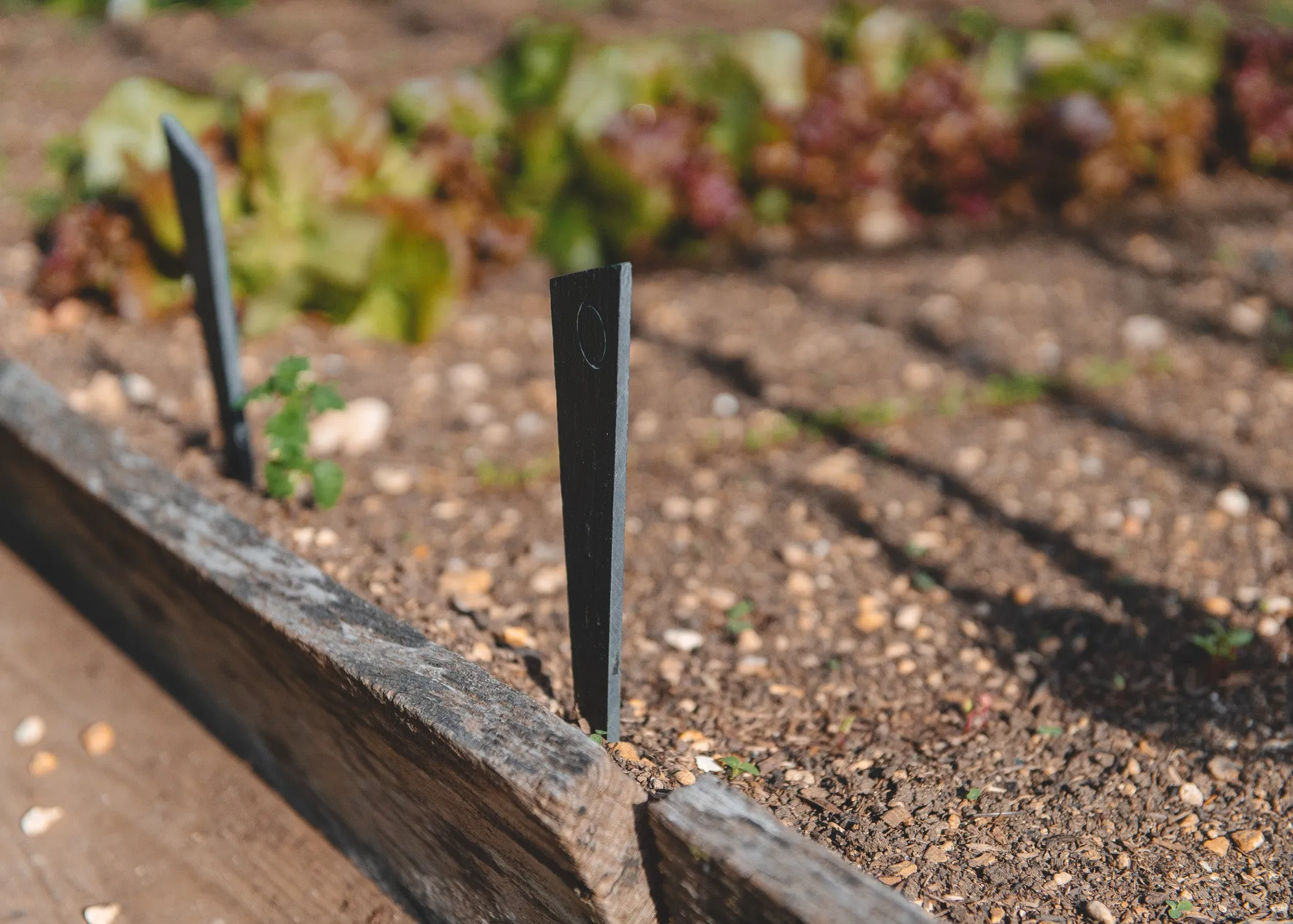 Abstract Slate Plant Markers